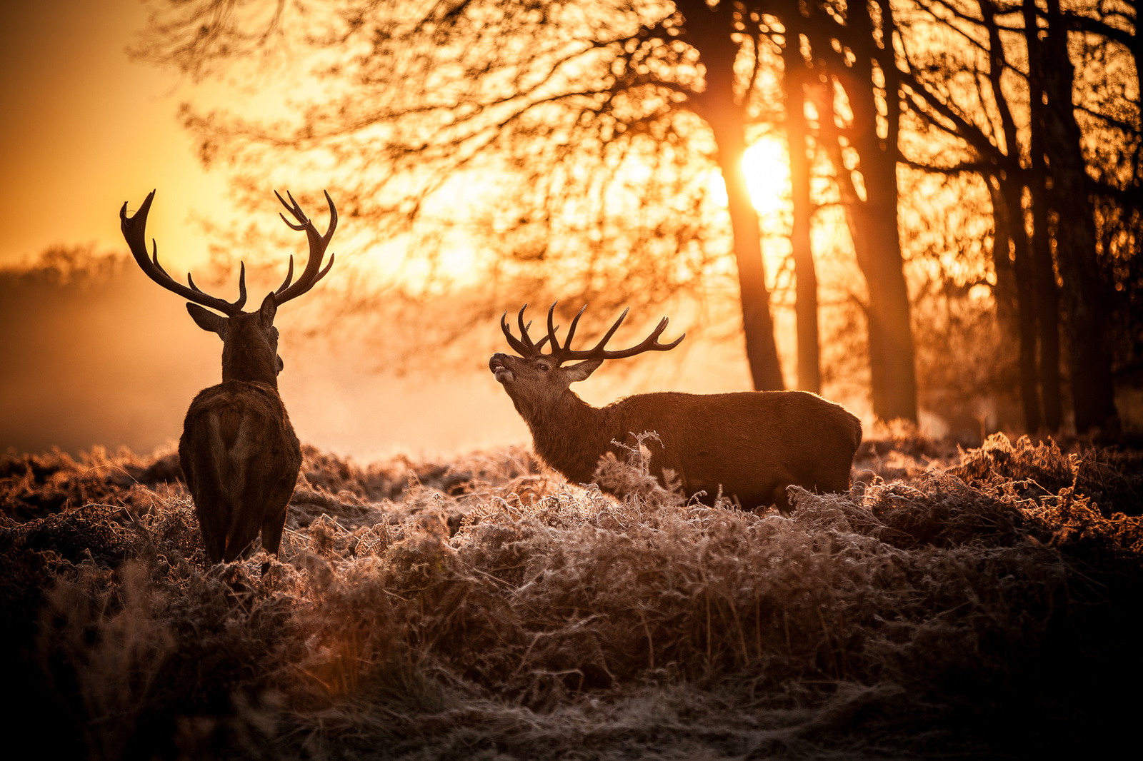Le brame du cerf