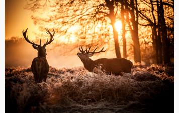 Le brame du cerf