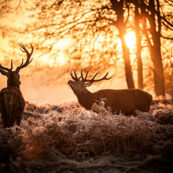 Le brame du cerf